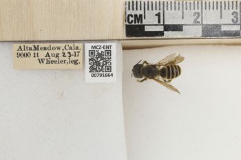 Media type: image;   Entomology 791664 Aspect: Labels